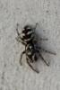 Salticus scenicus